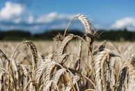 Close-up of golden-yellow crops swaying gently in the breeze under a clear blue African sky.