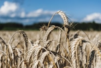 Close-up shot of golden soybean fields swaying under a clear blue sky.