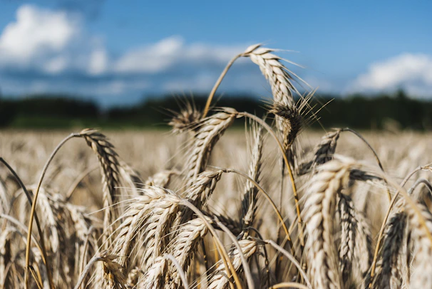 Close-up of golden wheat fields swaying under a clear blue sky.