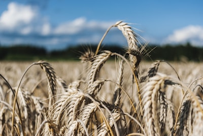 Close-up shot of golden soybean fields swaying under a clear blue sky.