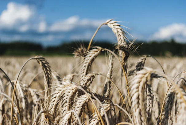 Close-up of golden wheat stalks swaying gently under a clear blue sky in rural Punjab.