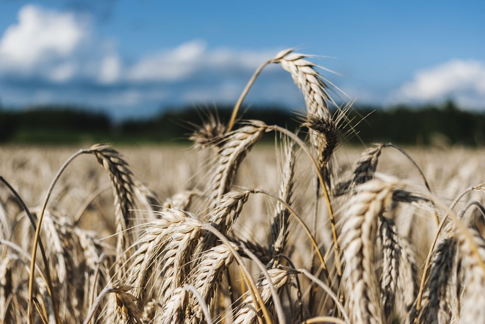 campo di grano bruno