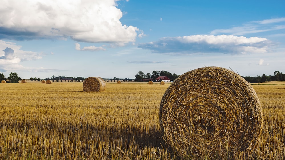 hay on landscape field