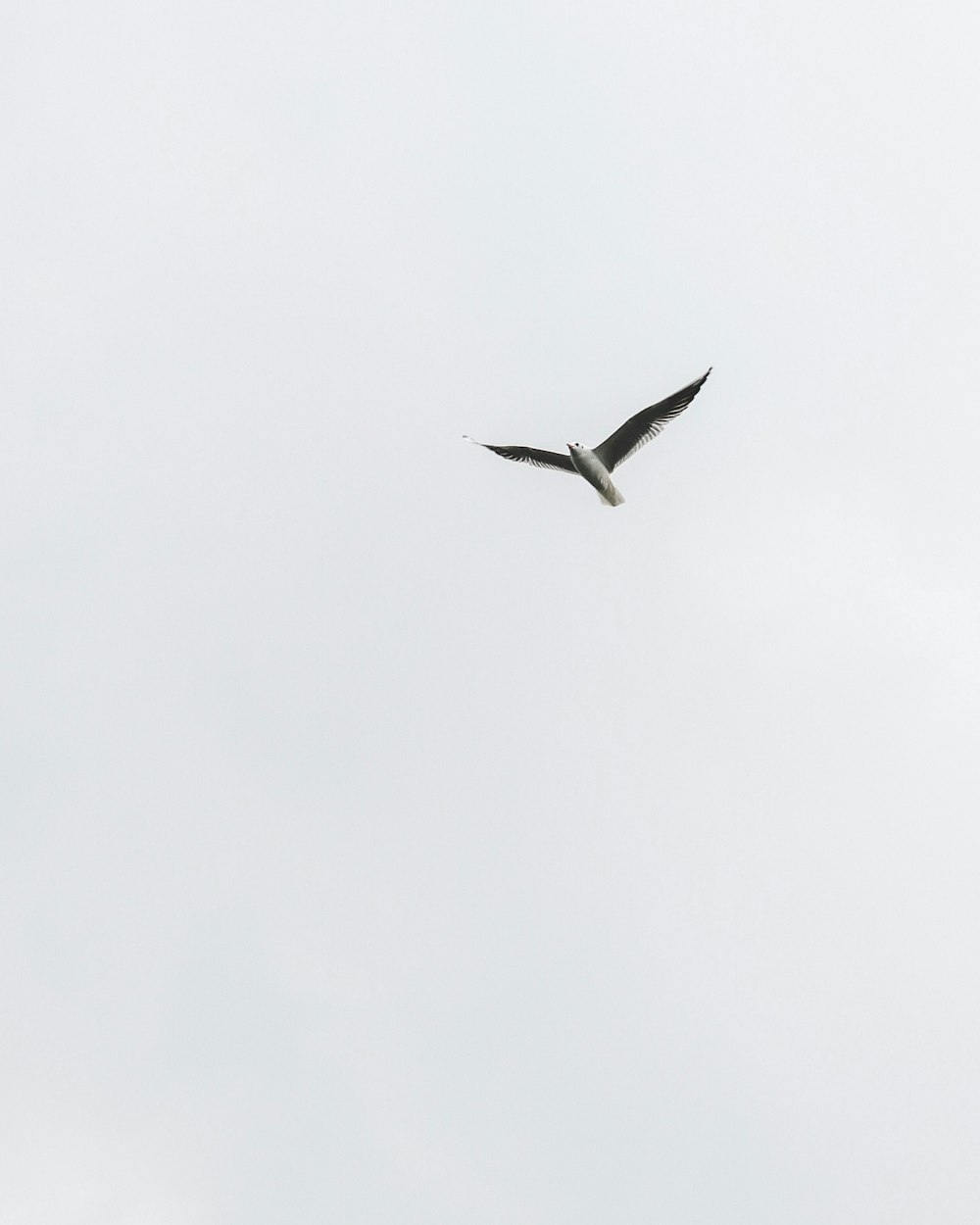 oiseau blanc