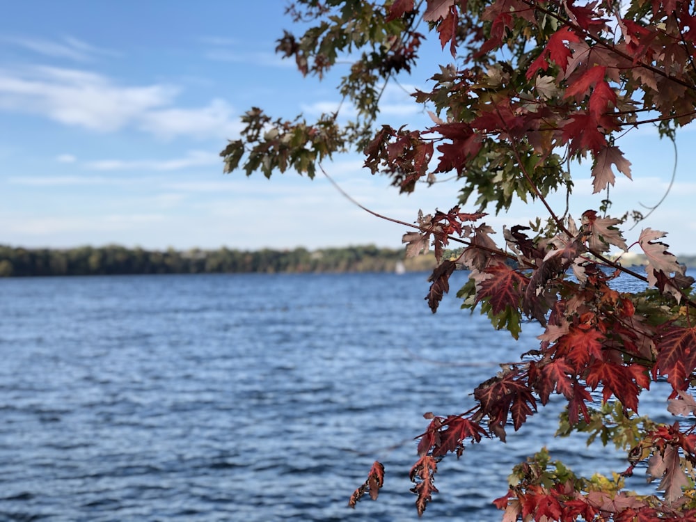 foglia rossa e verde vicino allo specchio d'acqua calmo