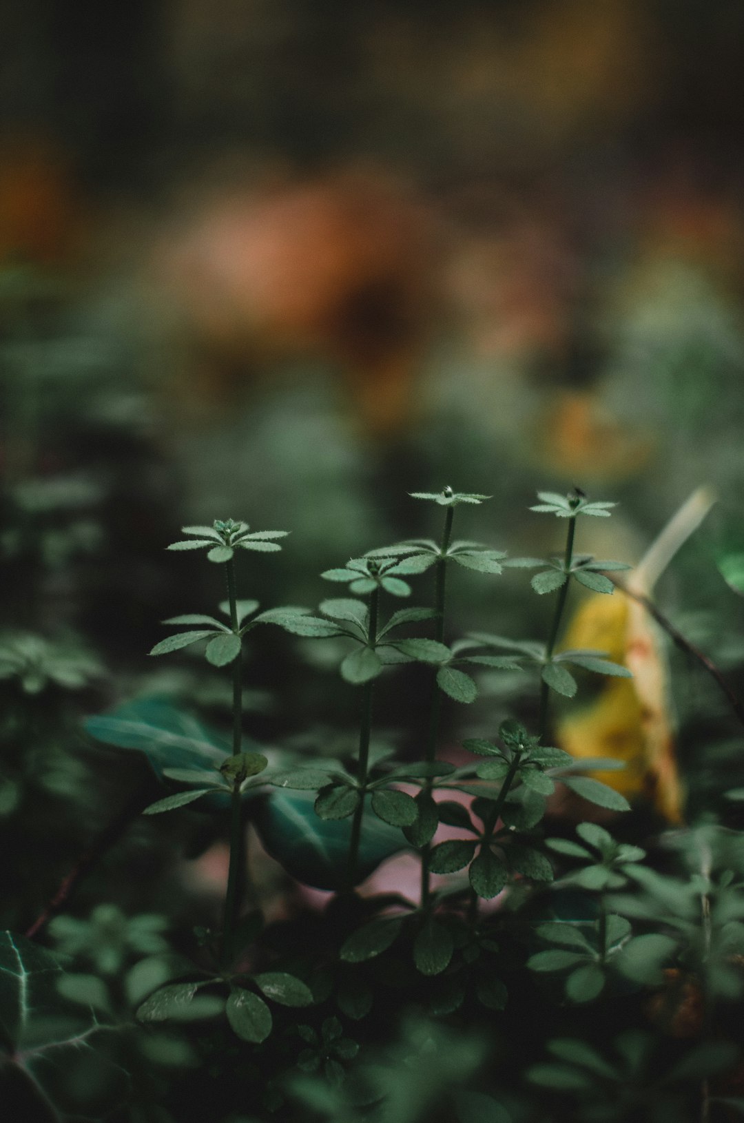 green-leafed plant