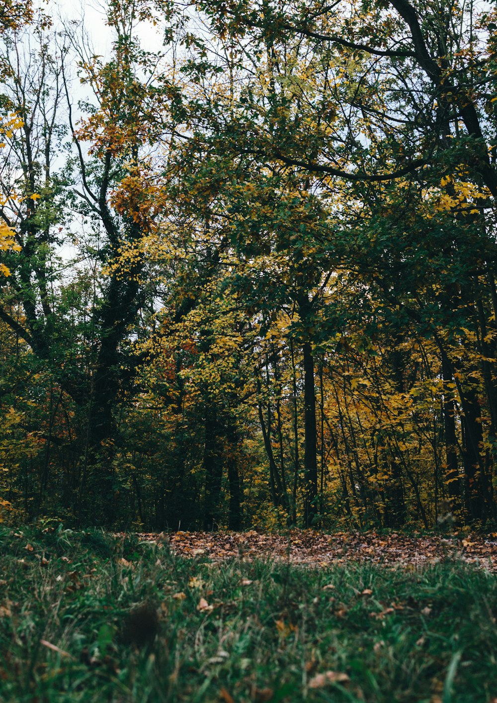 green trees during daytime