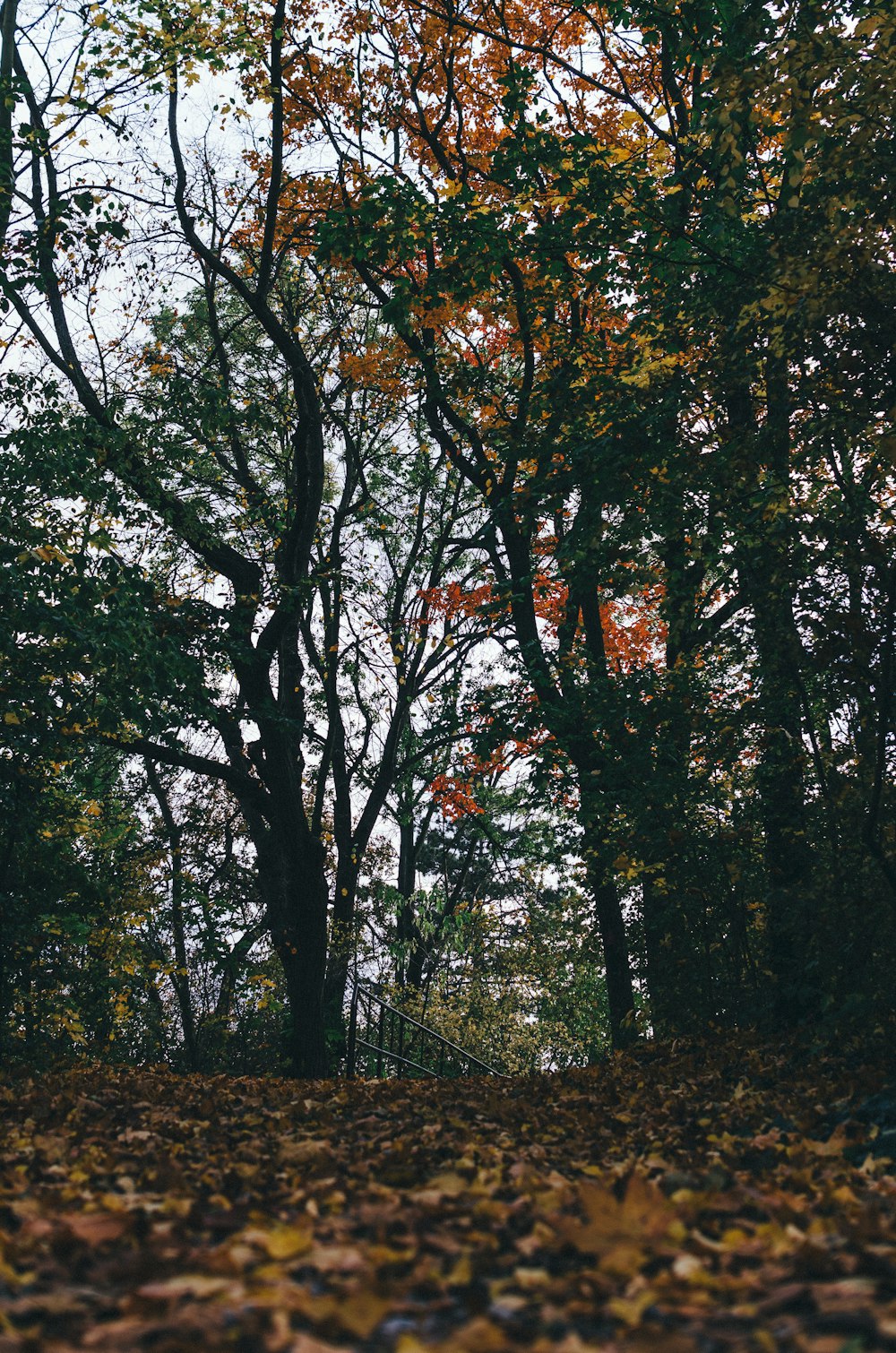 green and brown trees