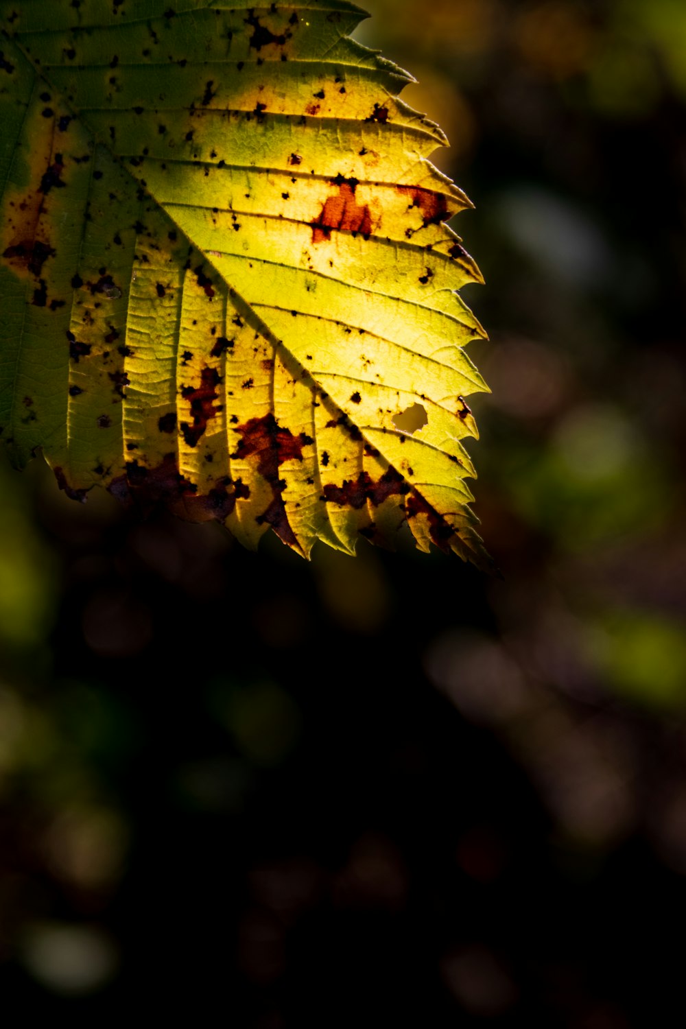 Photo de mise au point sélective de la feuille verte