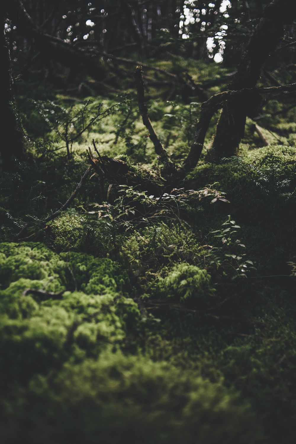 green plants during daytime