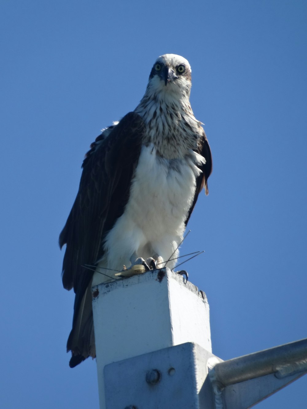 white and black eagle