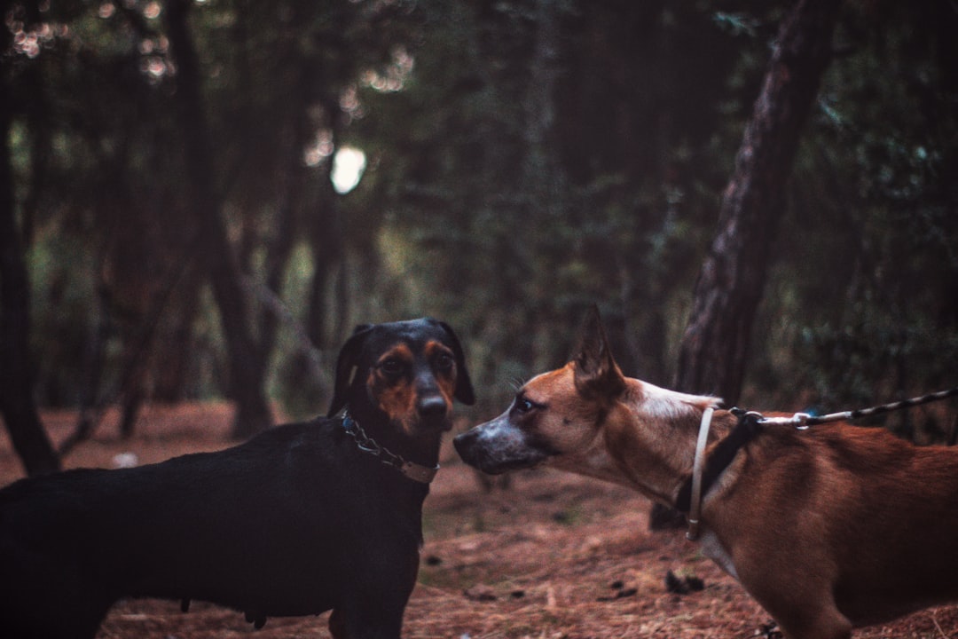 black and tan dog facing each other