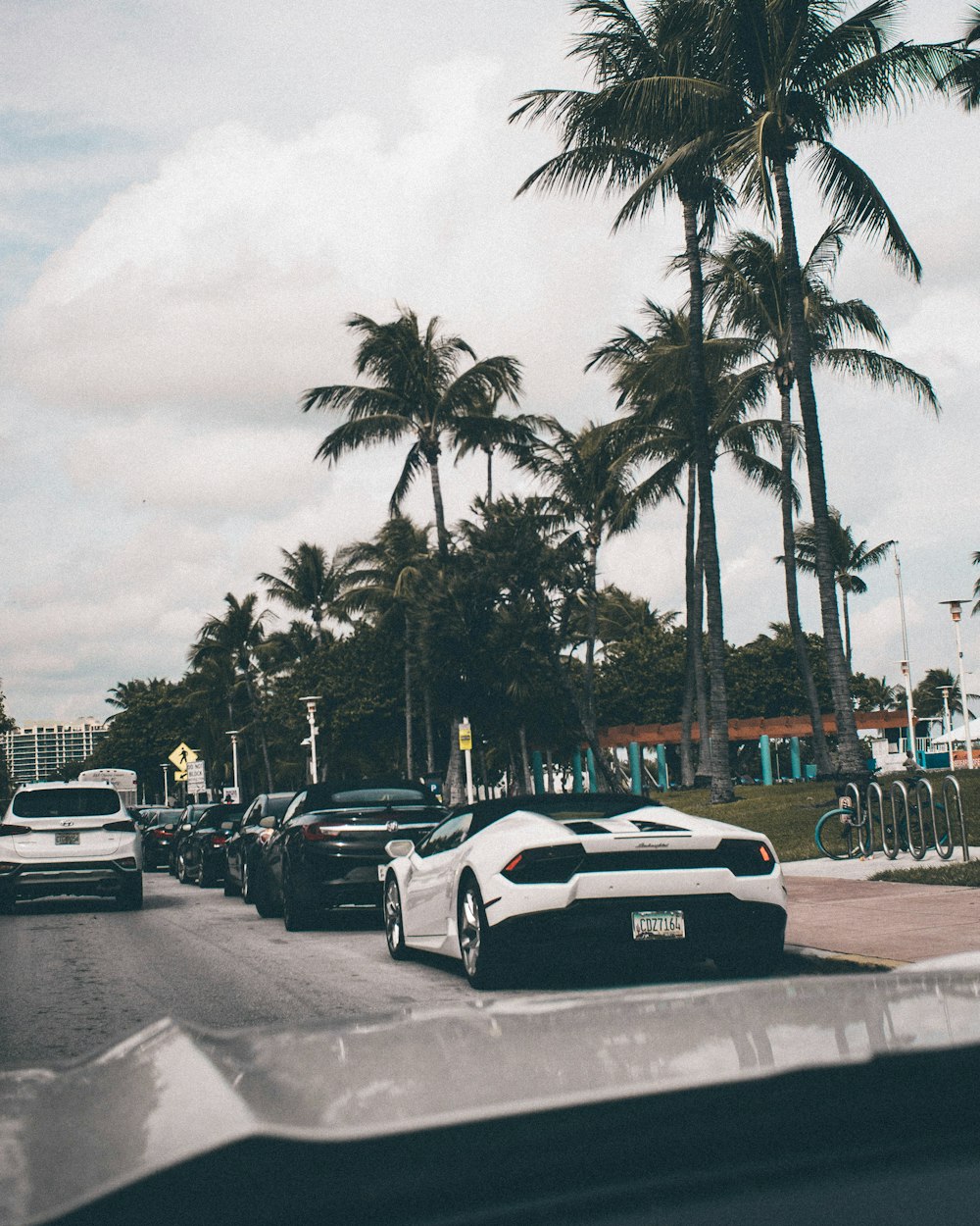 vehicles near coconut trees