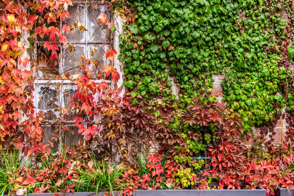 green and red leaf plant