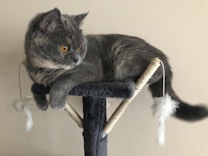 A fluffy gray cat with striking orange eyes is perched atop a plush cat tree. The cat tree features a rope-like structure and white feathered toys hanging from it. The background is a plain, light-colored wall, providing a neutral backdrop.