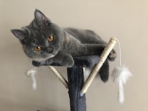 A grey cat with bright orange eyes rests comfortably on a cat tree with its front paws dangling over the edge. The cat tree has a dark base with beige, rope-wrapped posts and features hanging white, fluffy toys. The background is a plain, light-colored wall.