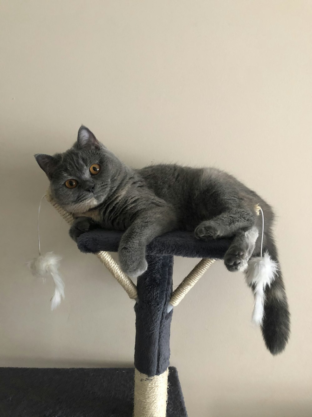 silver cat lying on cat tree