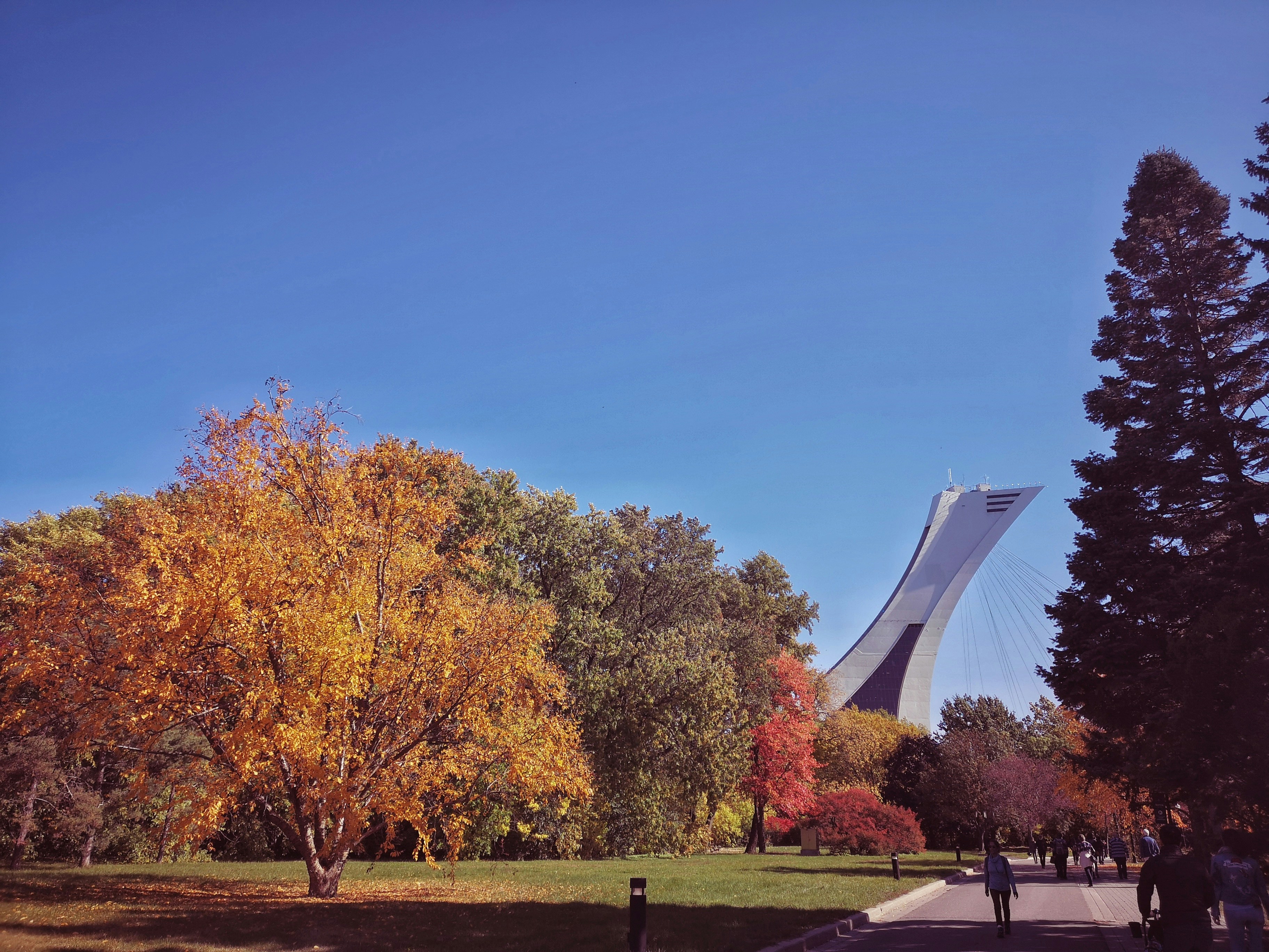 A scenic view capturing the vibrant colors of autumn in a park, with a clear blue sky above. In the foreground, a tree with leaves in shades of bright orange and yellow stands prominently. Other trees displaying red and green hues add to the autumnal palette. In the background, the iconic structure of the Montreal Olympic Stadium with its distinctive inclined tower stretches into the sky. People can be seen enjoying a leisurely walk along the park's pathways, taking in the beautiful fall scenery.
