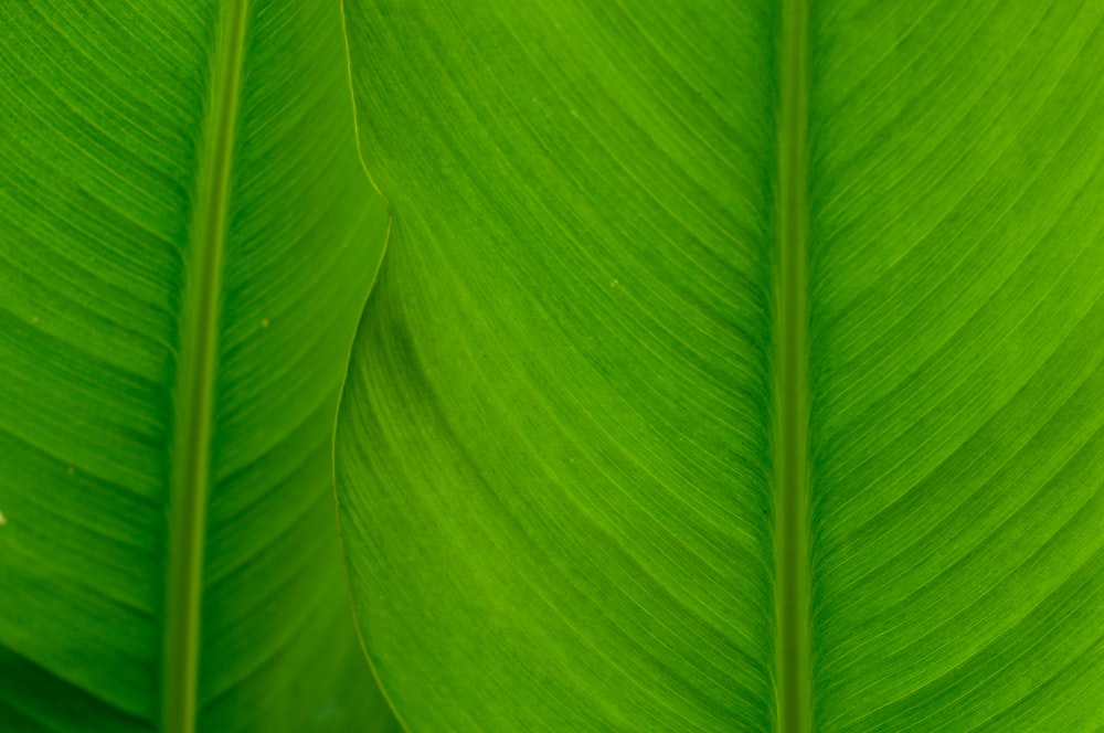 grüne und weiße Blattpflanze