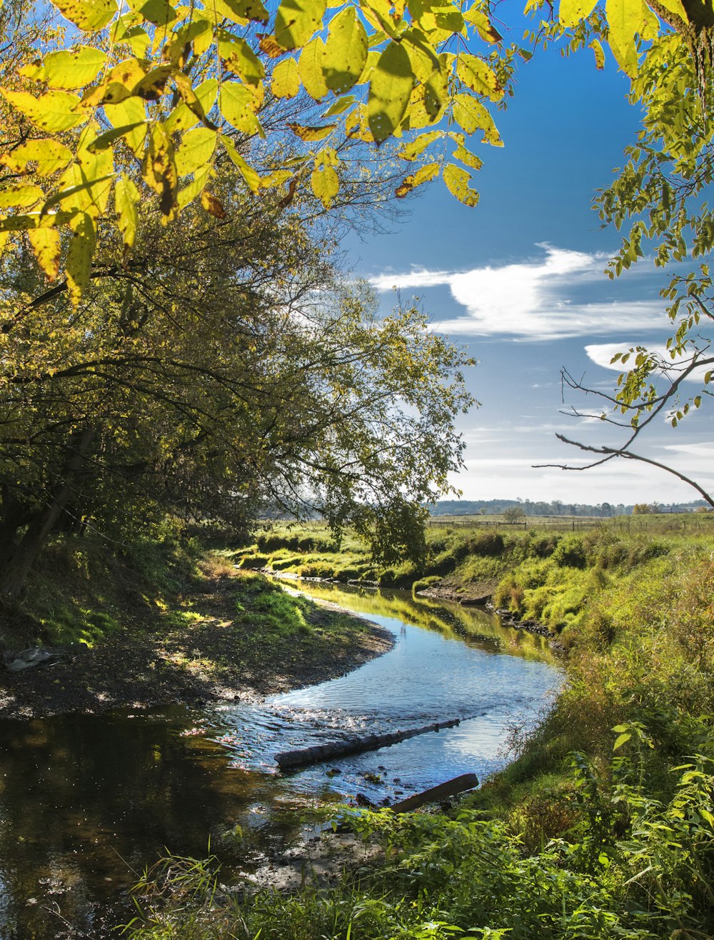 rivière entourée d’arbres peinture