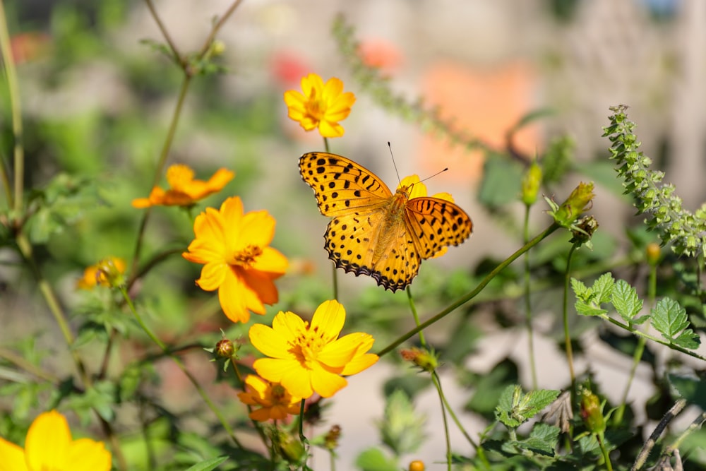 yellow and black butterfly and yellow petaled flowers