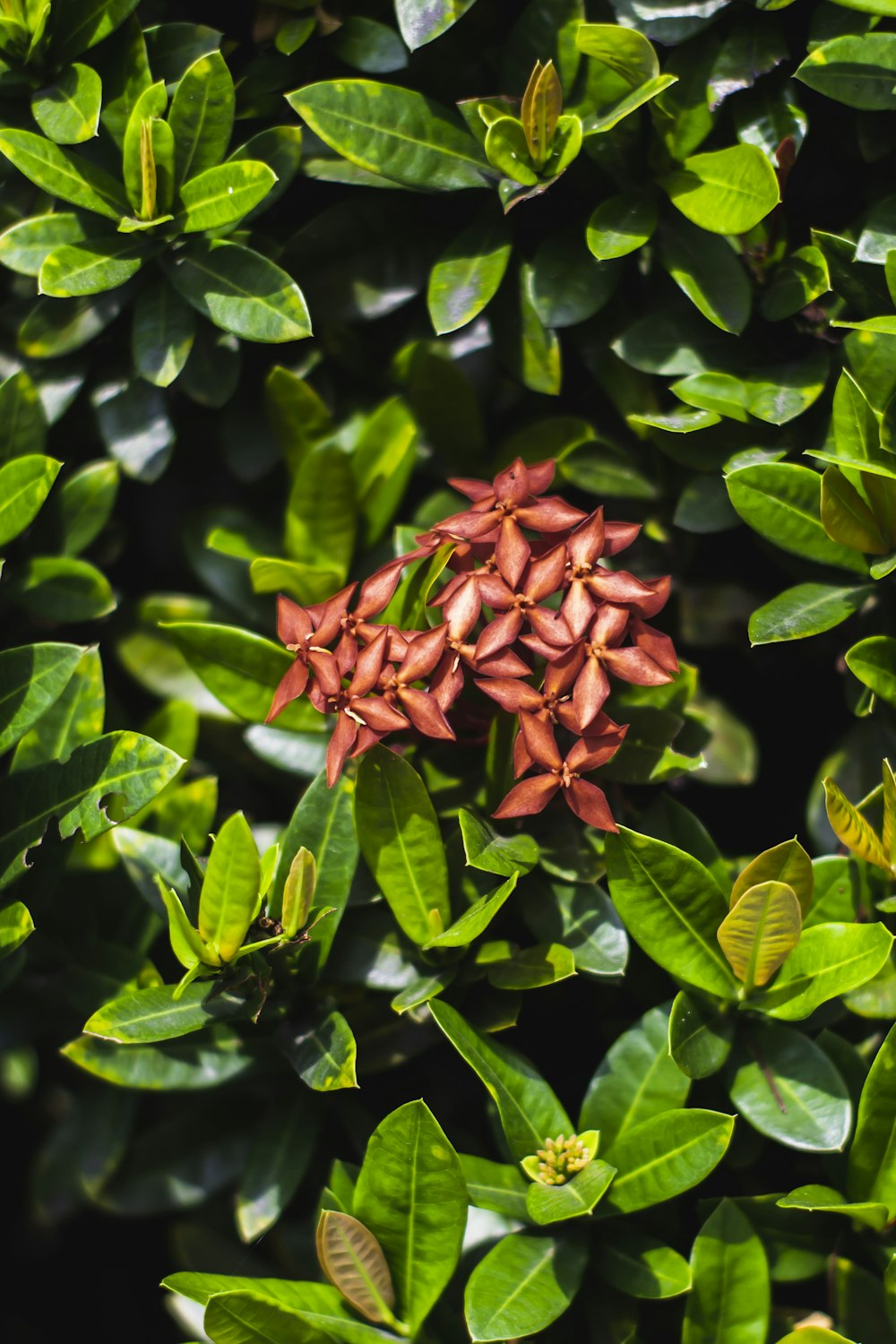 red and green leaf plant