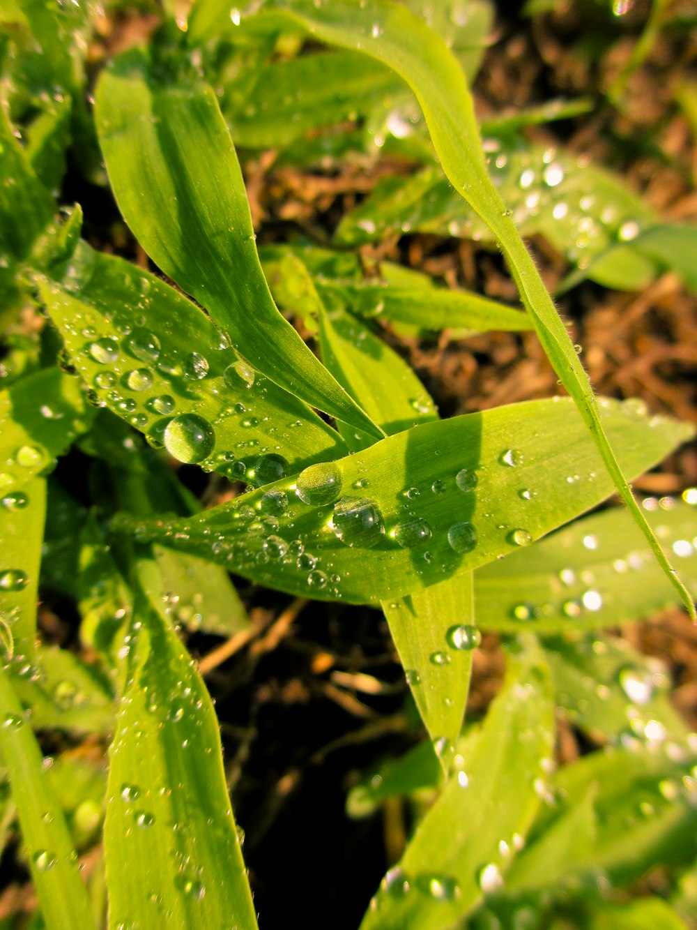 green leaf grasses