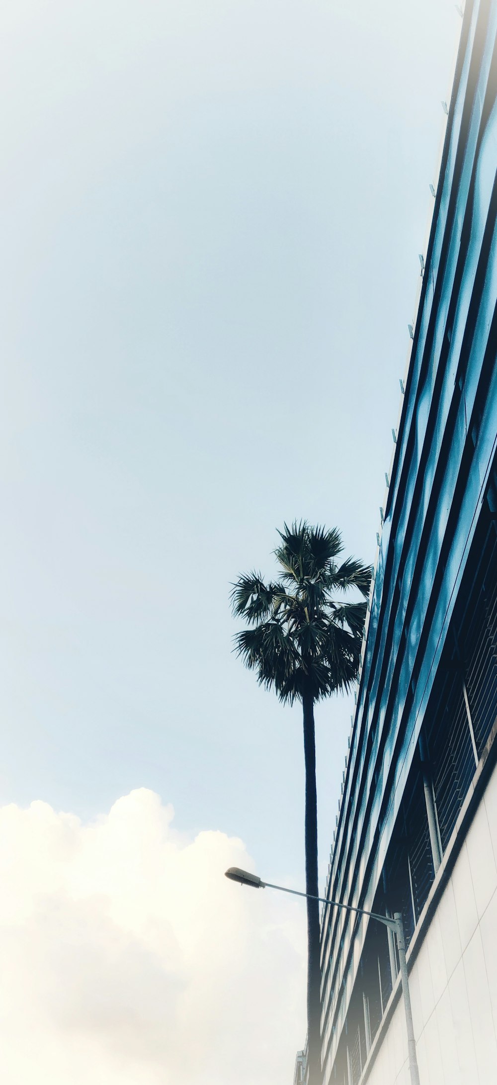 palm tree beside building