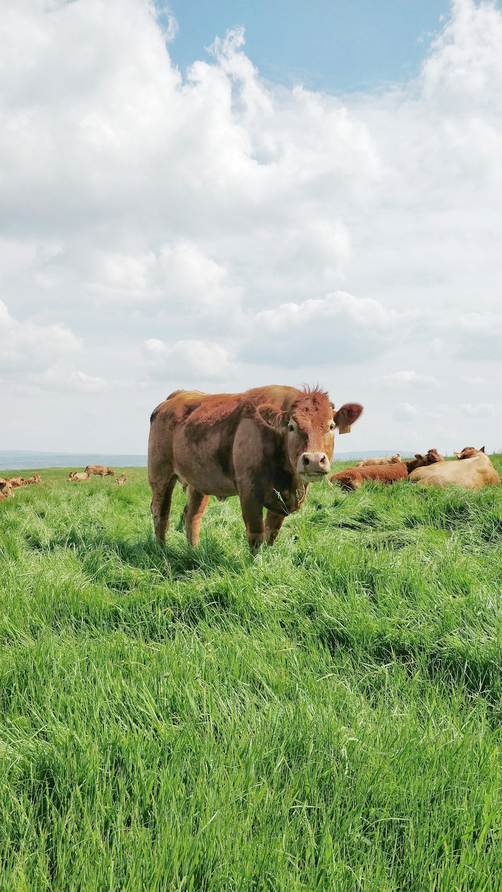 brown cow