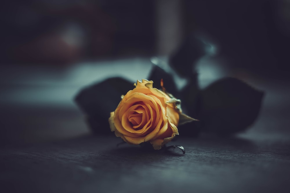 yellow rose flower on brown wooden surface