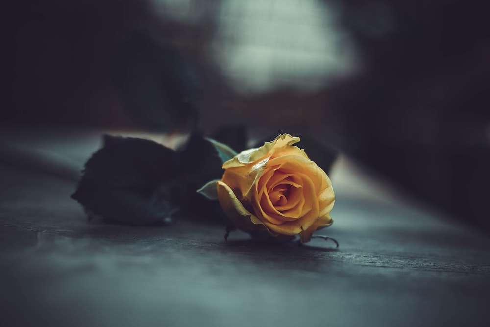yellow rose on gray surface