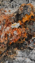 A rugged rock surface with various textures and colors. Reddish-orange and black hues dominate the rough terrain, with a lighter, grayish-white section in the middle. The surface is uneven, with cracks and crevices throughout.