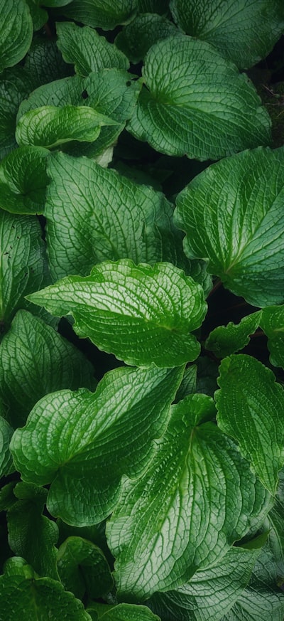 Fresh peppermint leaves