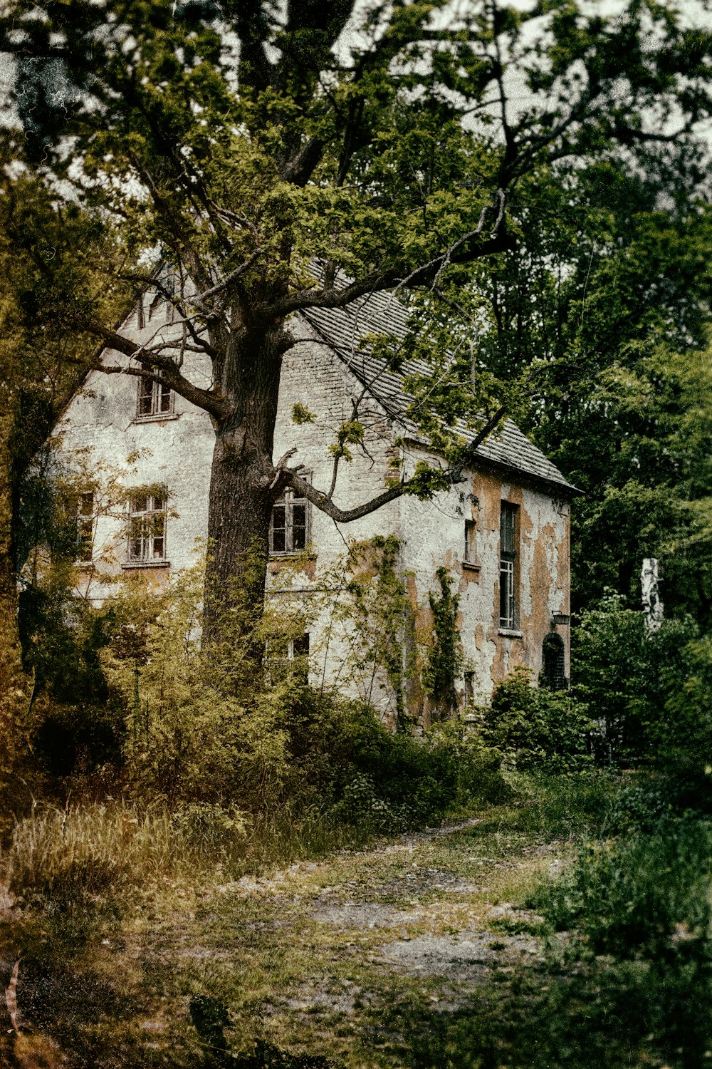 Arbres près d’une maison en béton