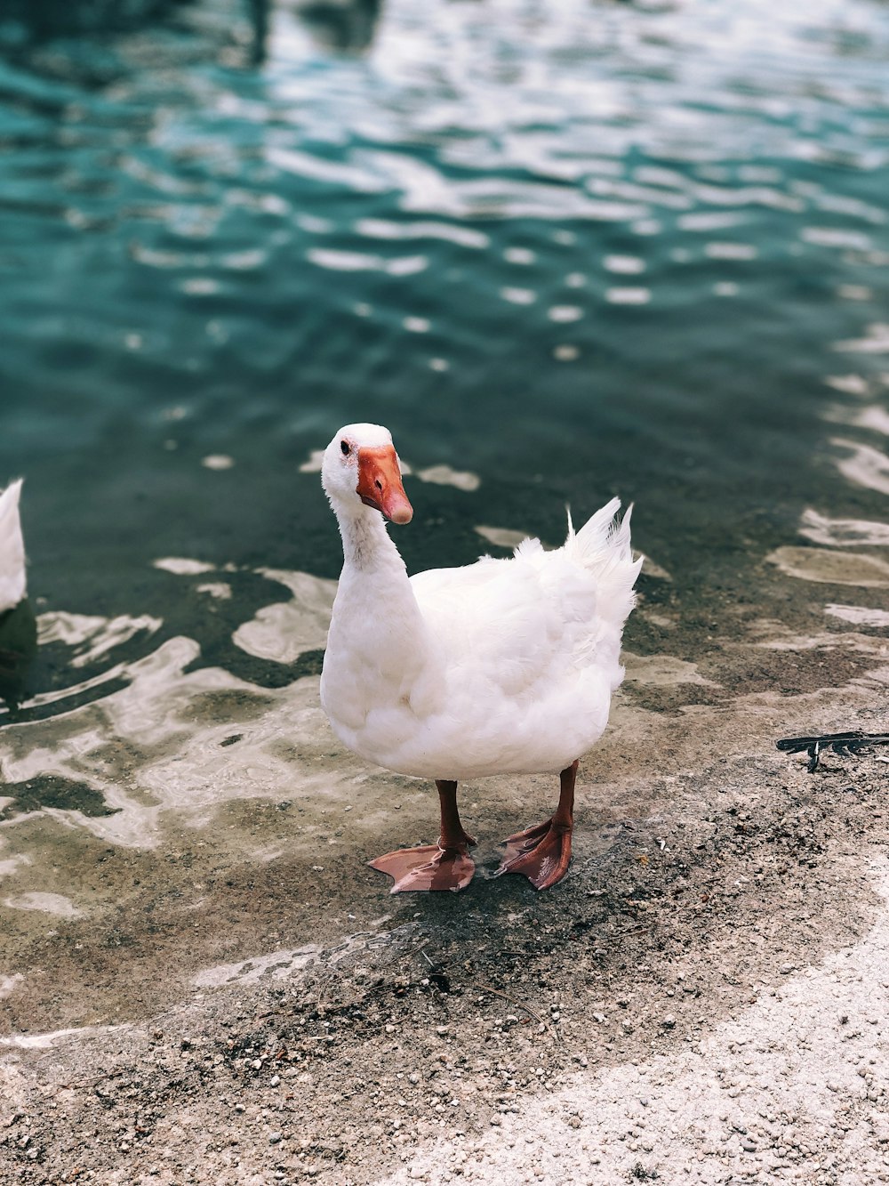 white duck near body of water