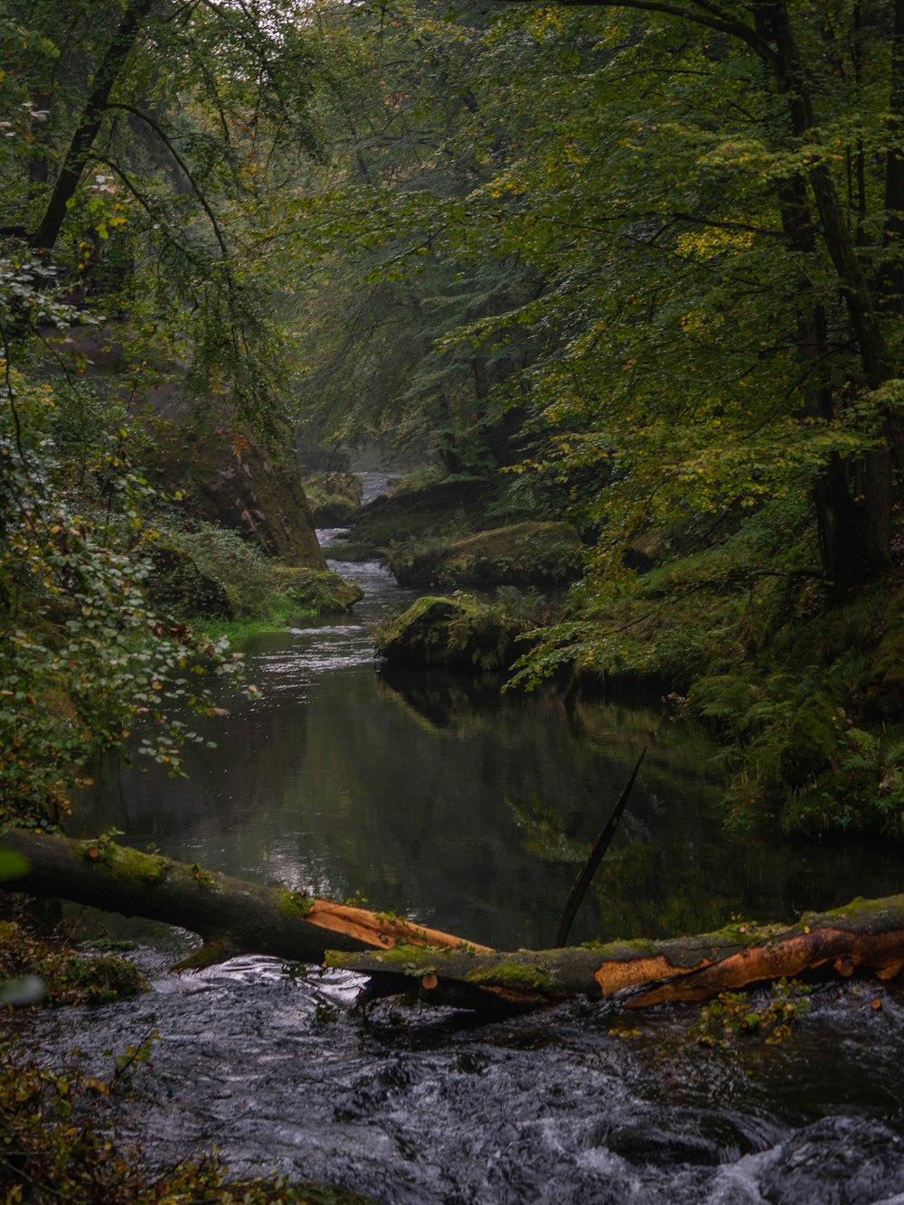 green trees beside body of water