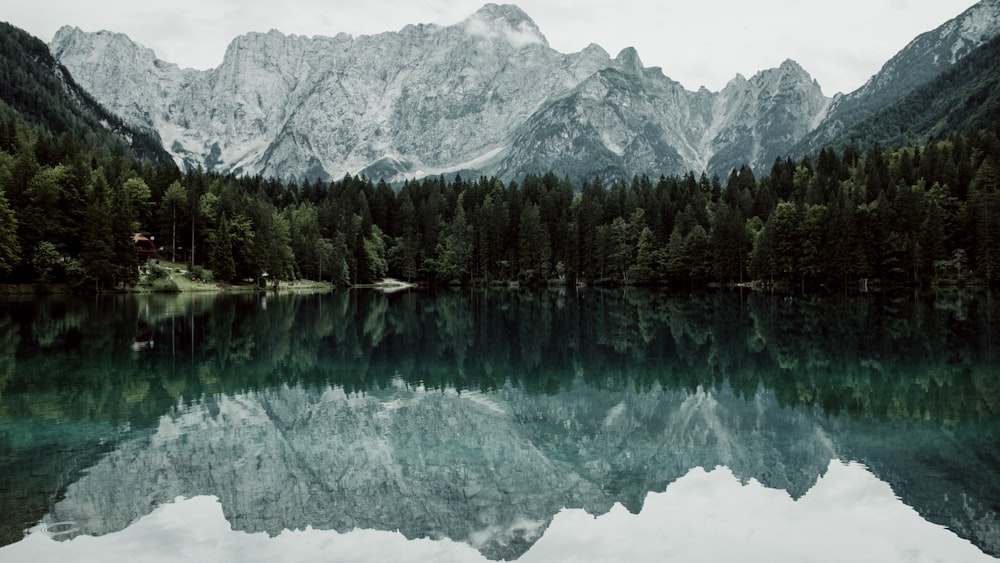 reflections on trees on lake