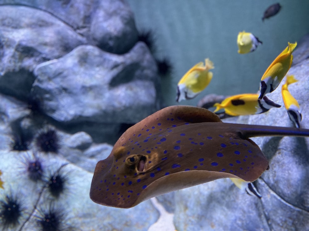 stingray near several yellow fish