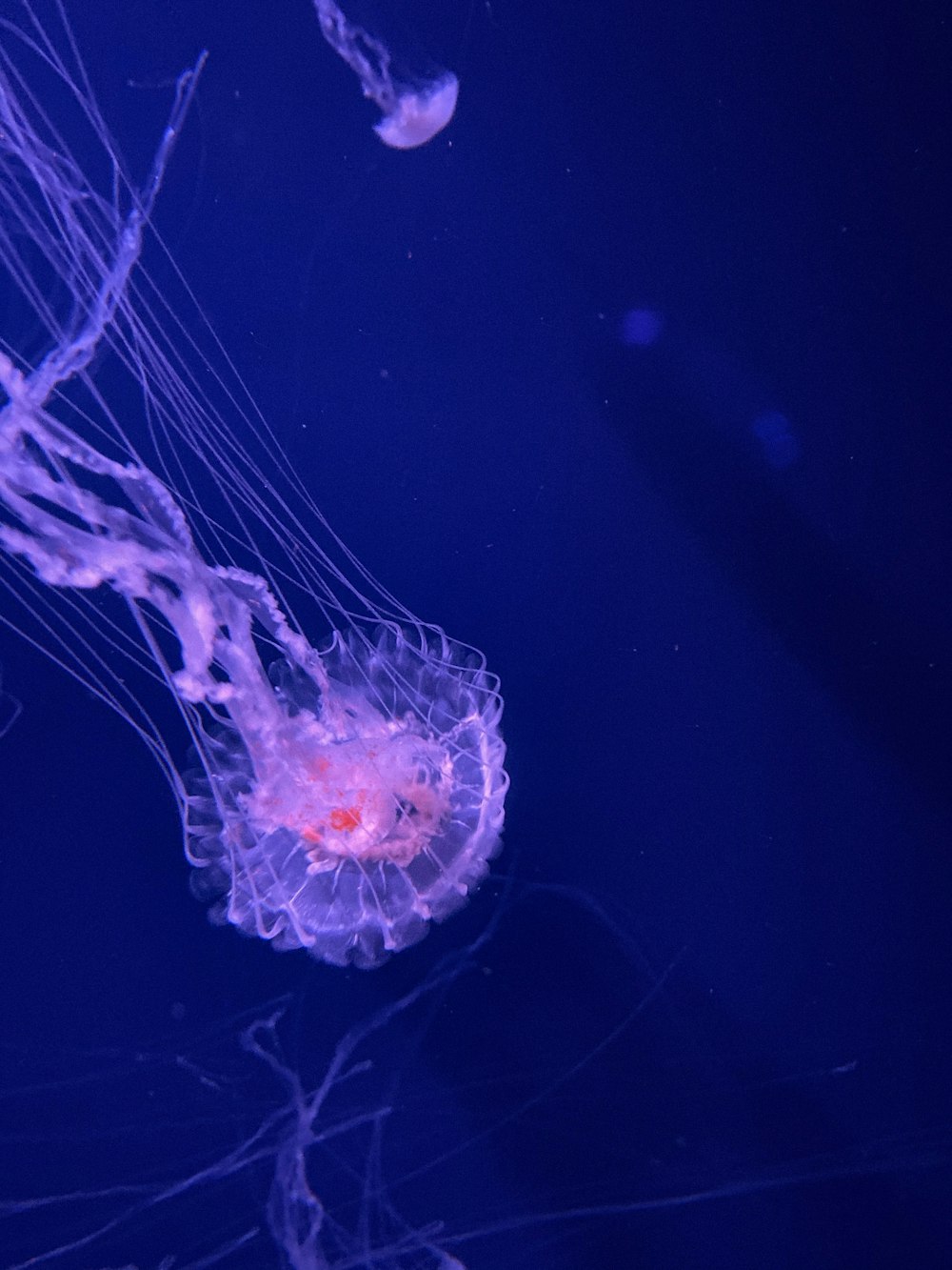 group of jellyfish inside aquarium