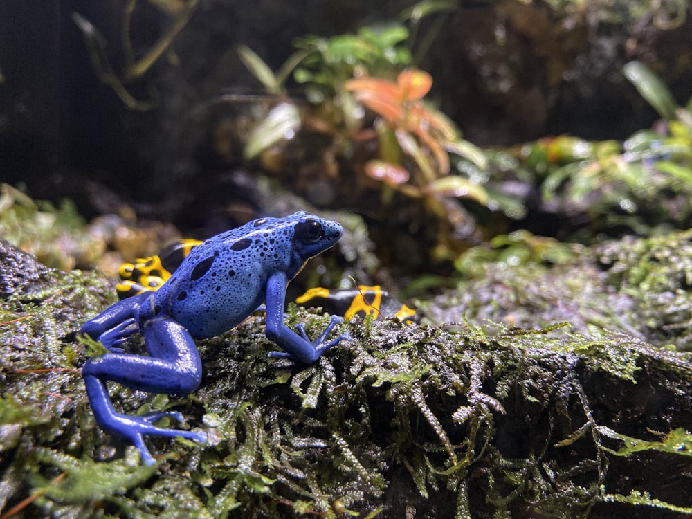 blauer Frosch