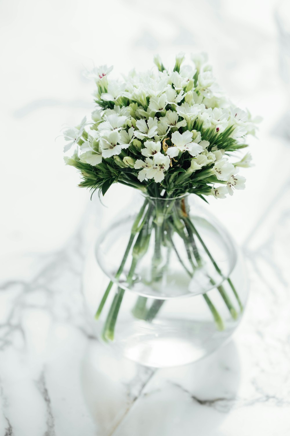 white petaled flowers in vase