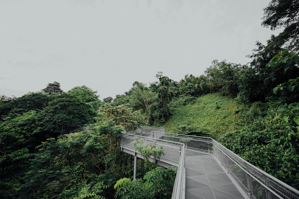 trees beside metal bridge