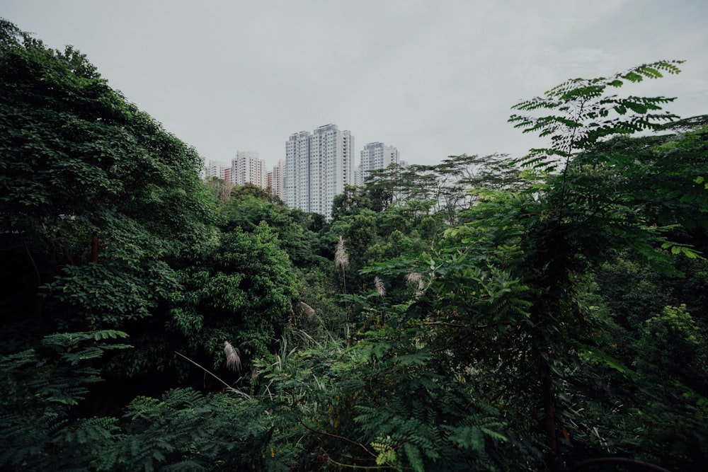 city behind forest