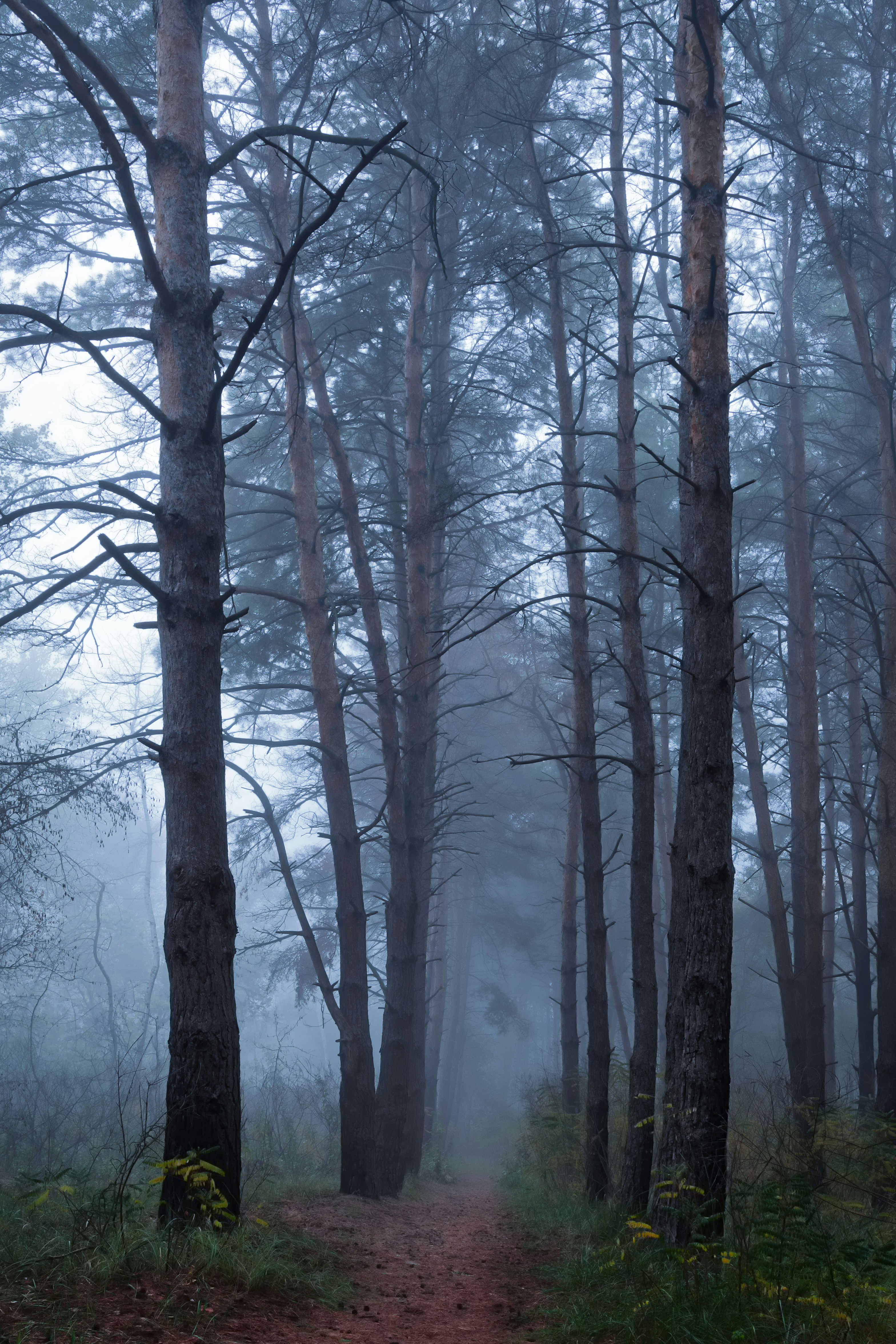 pathway between trees