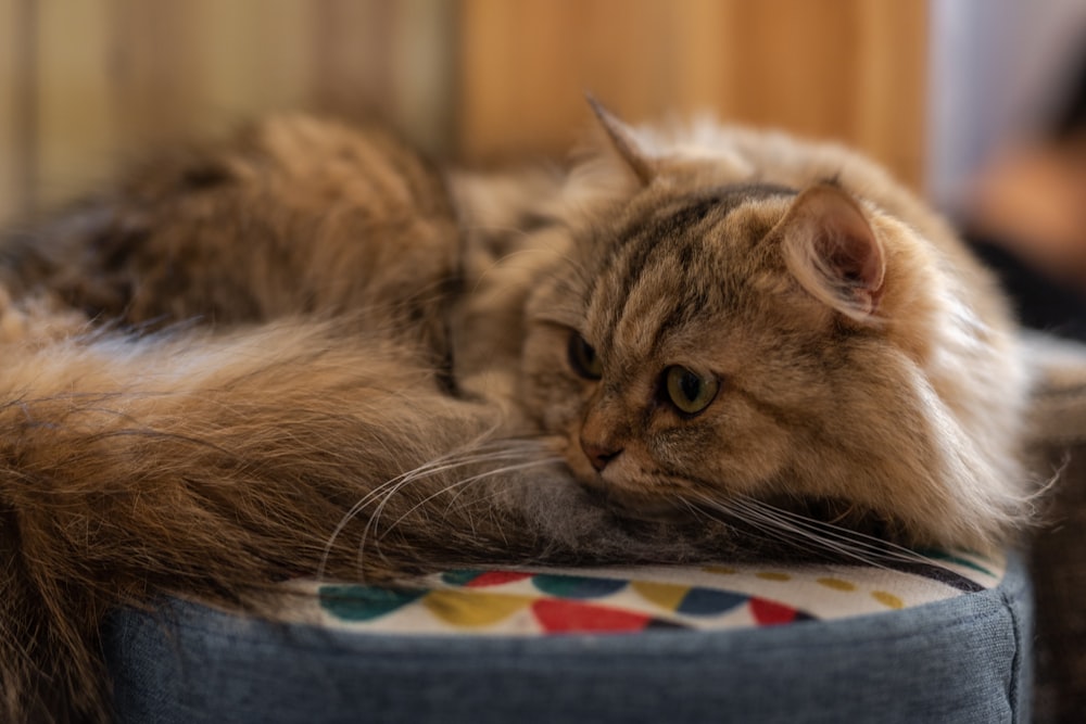 long-furred brown cat