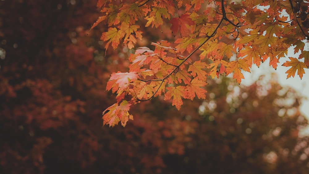 red leaf tree