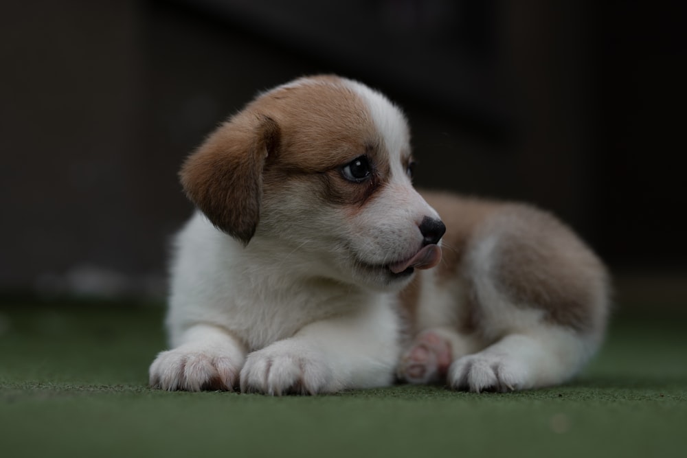 Tan Chow Chow Puppy On Towel Photo Free Dog Image On Unsplash