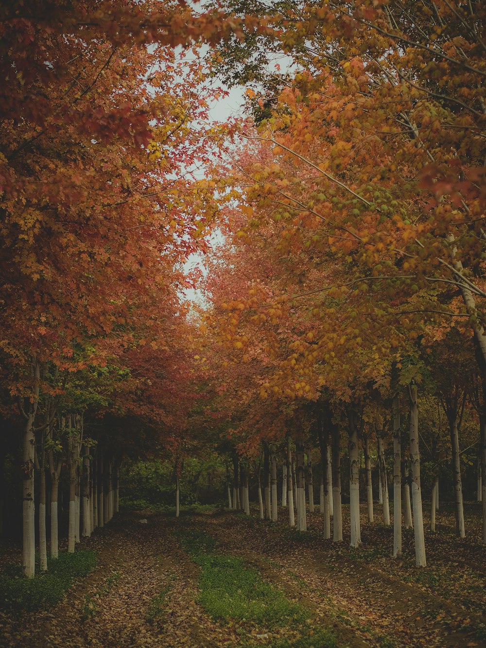 brown leaf trees