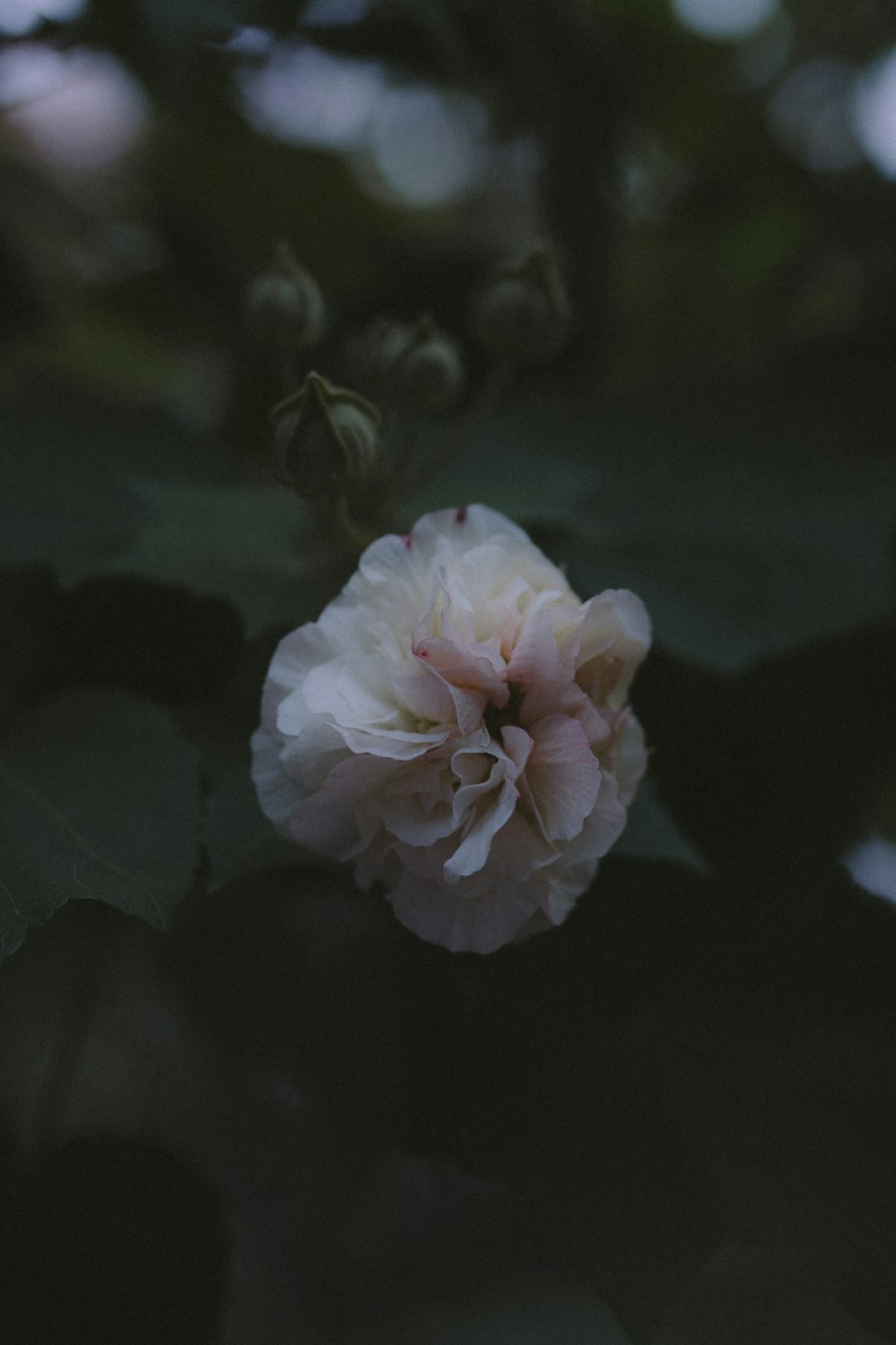 beige flower with green leaves