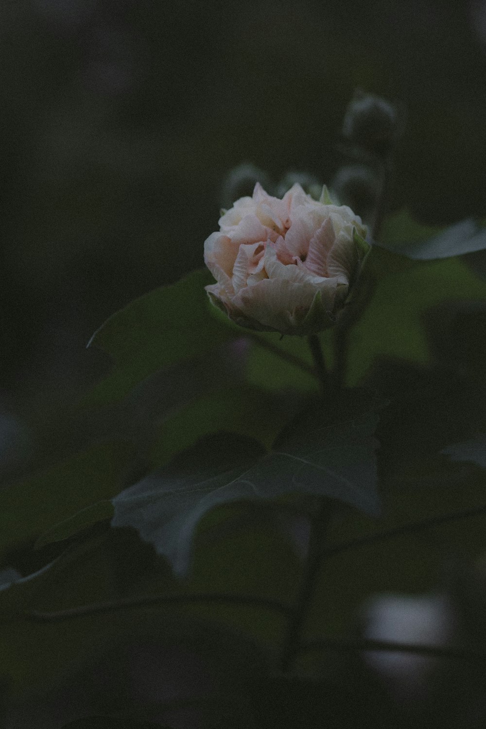 close view of white petaled flower